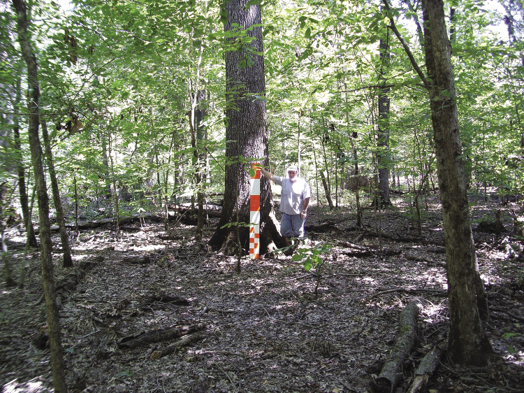 A man measures a large oak tree that is a good example of a valuable tree.