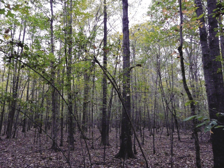 One tree in the middle of several smaller trees is an example of an oak that shows some potential for future harvest.