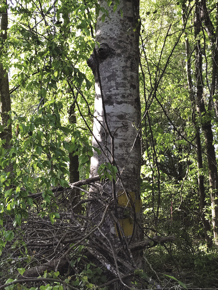 This American beech tree is large and healthy, but it has little value in timber management.