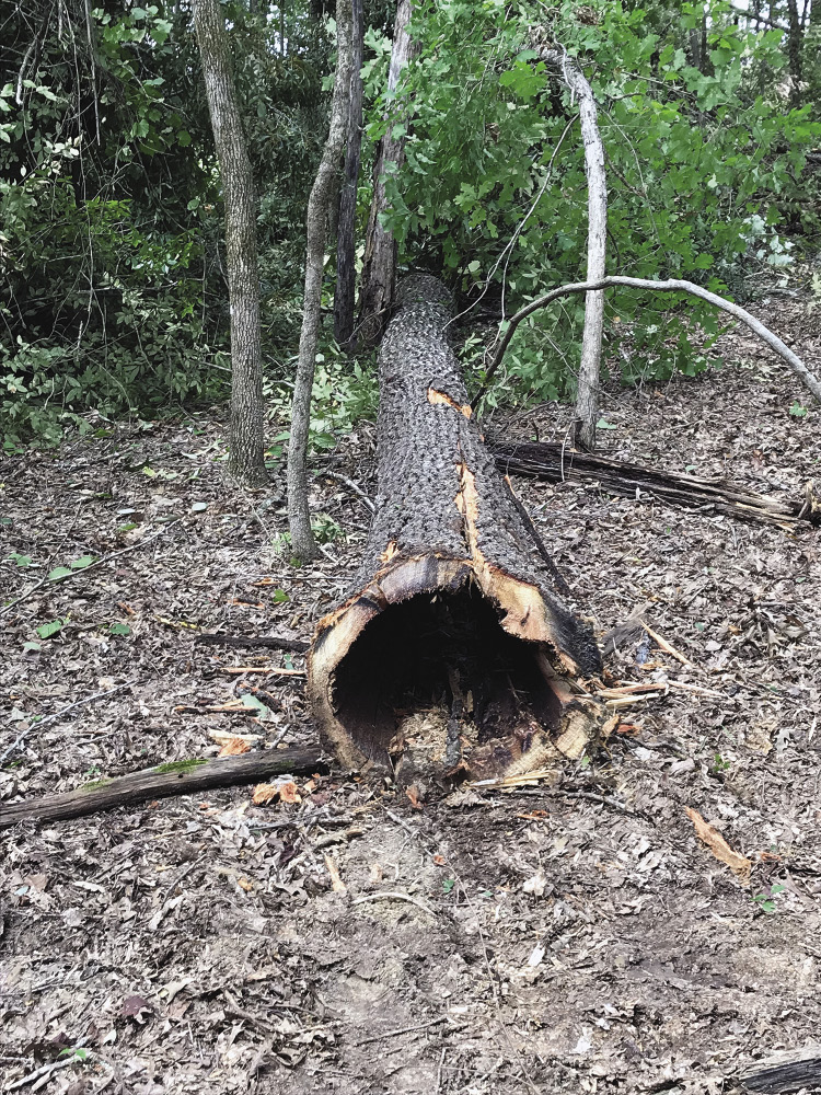 A dead, hollow tree lying on the forest floor.