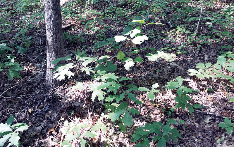Young oak seedlings grow on a forest floor.