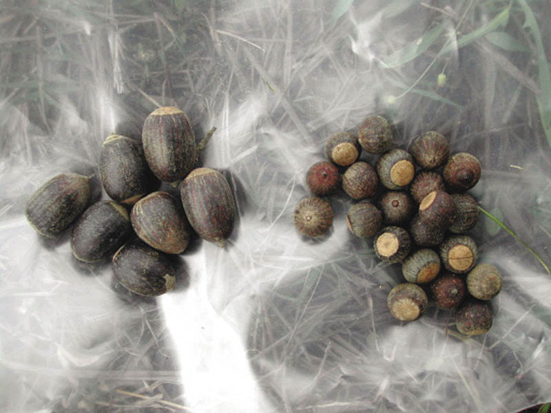 Two piles of acorns--one pile with bigger acorns than the other.