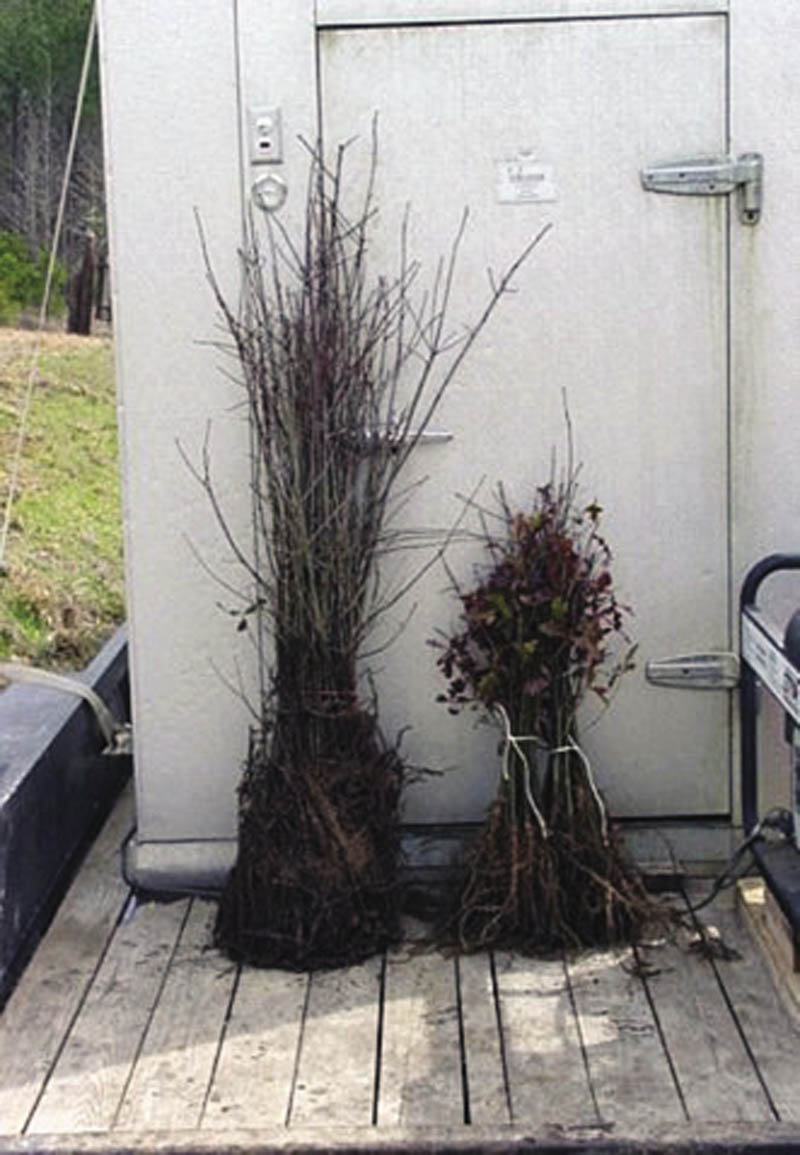 Two larger seedlings with extensive root systems with very little dirt attached.