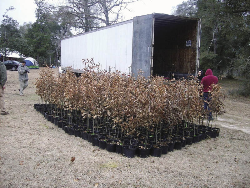 Dozens of young trees in black pots are being unloaded from a truck.