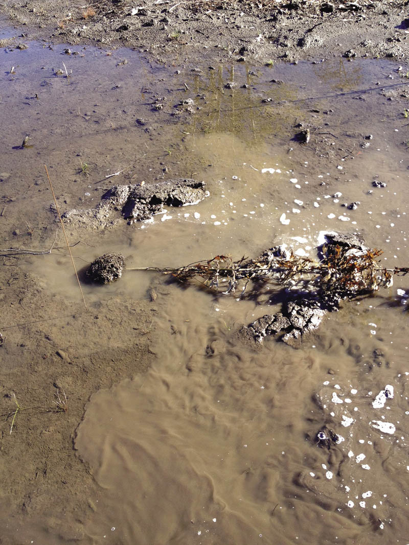 In a muddy field, a tree seedling has been knocked over and is dead.