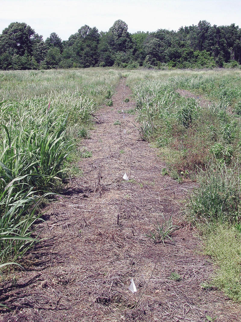 A brown, bare strips runs through the middle of a green field.