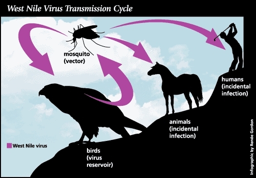 Illustration of West Nile virus life cycle.