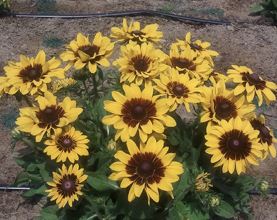Flowers with yellow petals that change to mahogany red toward the center cones.