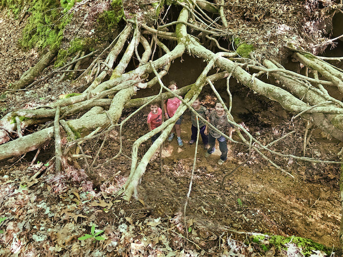 Hidden Geocache in the Forest Stock Photo - Image of tree, hidden: 51405852