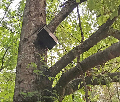 A metal box in the branches of a tree.