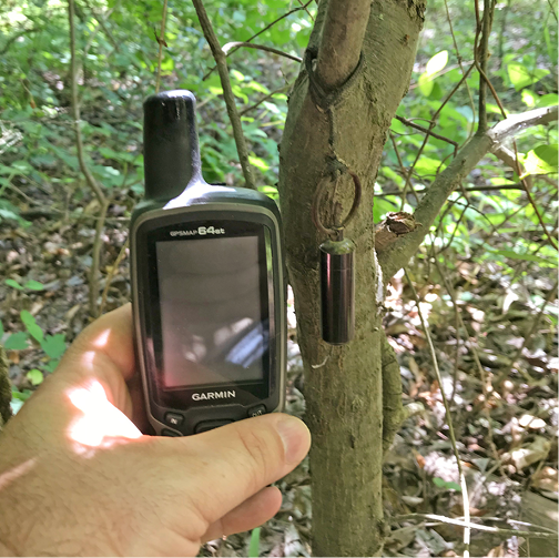 Hand holding a GPS device in front of a geocache hanging from a tree branch.