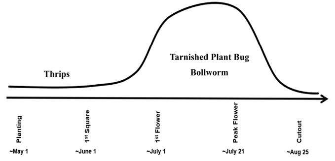 Graphic shows that thrips are the primary concern from planting (about May 1) to first square (around June 1). Tarnished plant bugs and bollworms are a great concern from first flower (around July 1) through peak flower (around July 21), tapering off at cutout (around August 25).