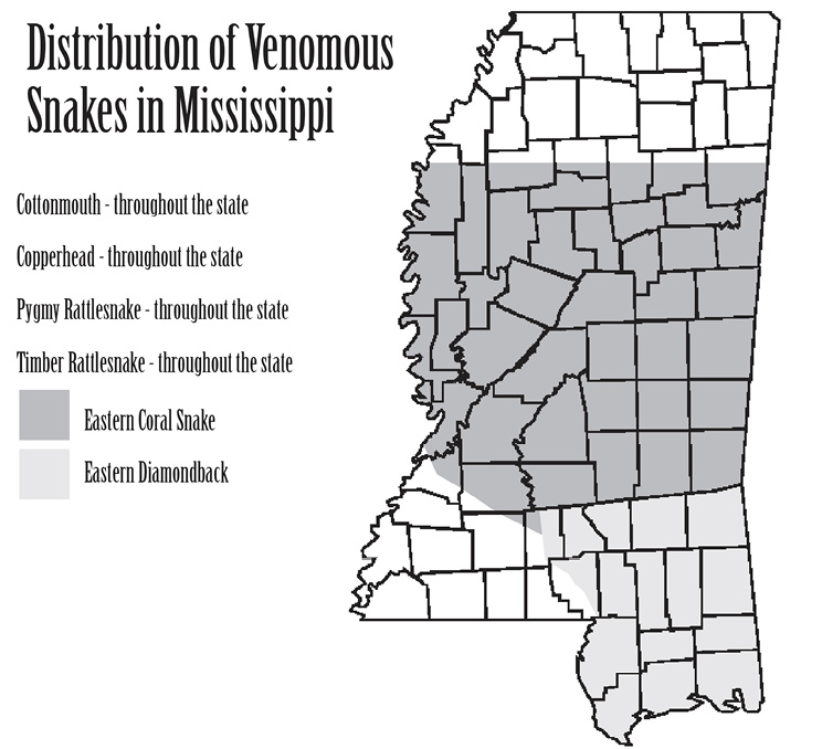 Snakes Alive! How to Identify Hazardous Snakes Mississippi State