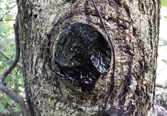 A tree with a limb cut off has a black material coated over where the limb used to be attached to the trunk.