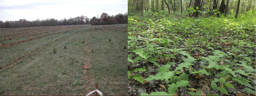 An oak plantation shows very widely spaced, small seedlings in an open field, compared to a naturally regenerated forest floor with many very closely spaced seedlings.