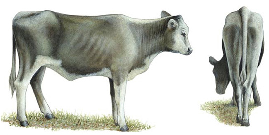 Side and rear view of a No. 4 feeder calf.