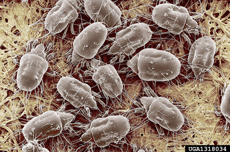 Microscope image of several mites, which have oval-shaped bodies and eight legs. Photo by Eric Erbe, USDA Agricultural Research Service, Bugwood.org.