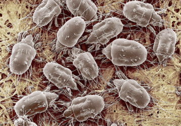 Extreme close-up of several mites, which are shown to have oval bodies and eight legs.