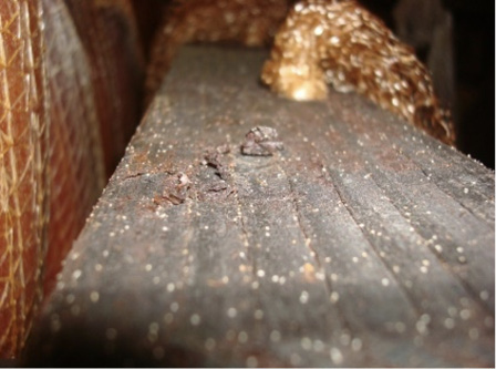 A piece of wood with many, many tiny mites on it.