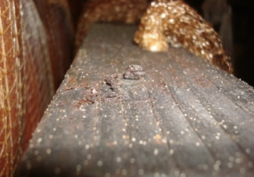 A piece of wood with many, many tiny mites on it.