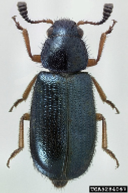 A black beetle with reddish-brown legs. Photo by Michael C. Thomas, Florida Department of Agriculture and Consumer Services, Bugwood.org.