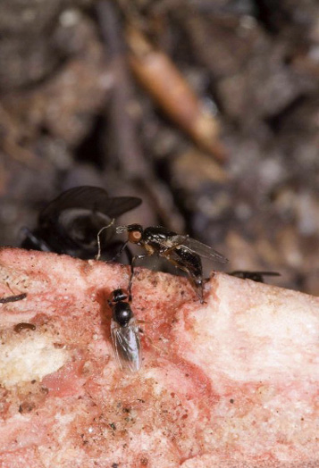 Close-up of two small flies on a piece of ham. Photo by Susan Ellis, Bugwood.org.