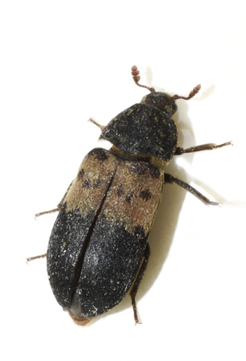 A black bug with a thick, horizontal, tan stripe on its back.