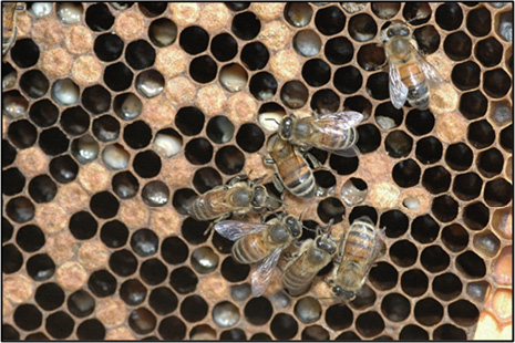 Closeup of seven honey bees on a comb.