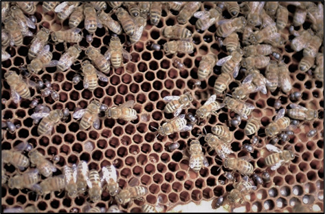 Closeup of many honey bees and many tiny beetles on a comb.