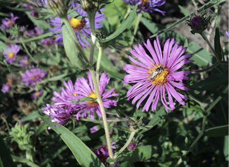 A honey bee on a purple flower.