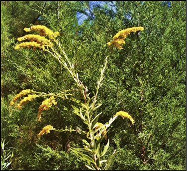 A tall stalk with feathery yellow clusters of flowers at the ends of stems.
