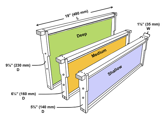 Diagram of deep, medium, and shallow hive frames. Their dimensions are described in text.