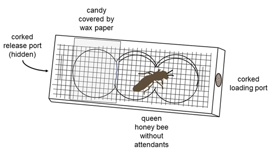 Diagram of a mailing cage with labels for a corked release port on one end, a corked loading port on the other end, candy covered by wax paper in one side of the cage, and a queen bee in the cage.