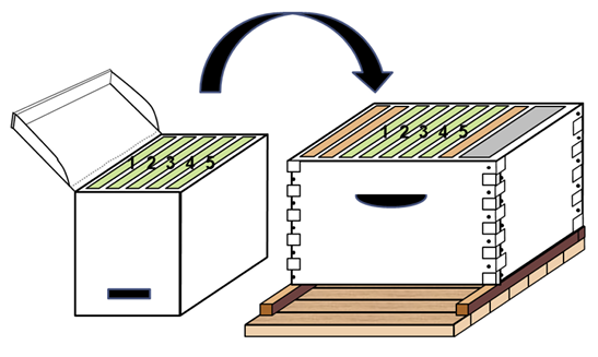 Diagram of a starter unit box with five labeled combs and an arrow showing where those five combs fit into the center of a hive box.