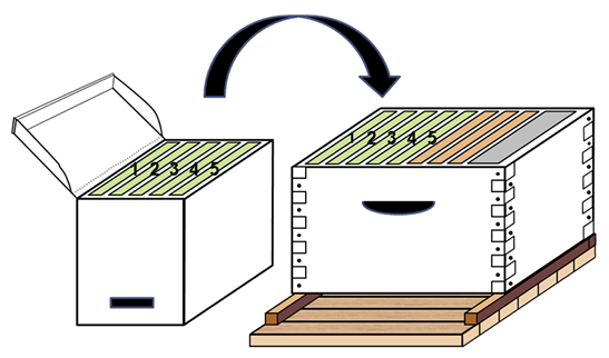 Diagram of a starter unit box with five labeled combs and an arrow showing where those five combs fit in the left side of a hive box.