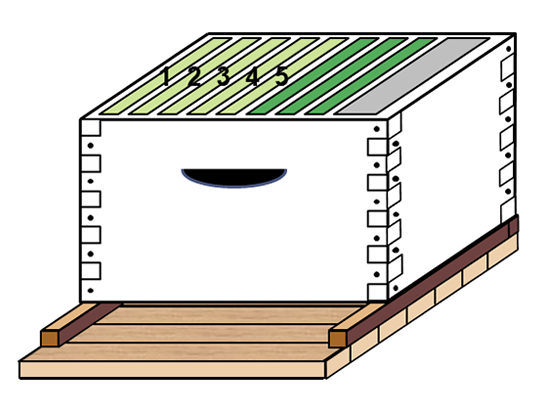 Diagram of a hive box with five light green combs on the left, three dark green combs to the right, and a gray frame representing the division board feeder on the far right.