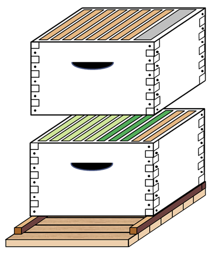 Diagram of two hive boxes. The bottom box has five light green combs, three dark green, and two orange. The top box has eight orange (foundation) frames and a gray frame representing the division board feeder.