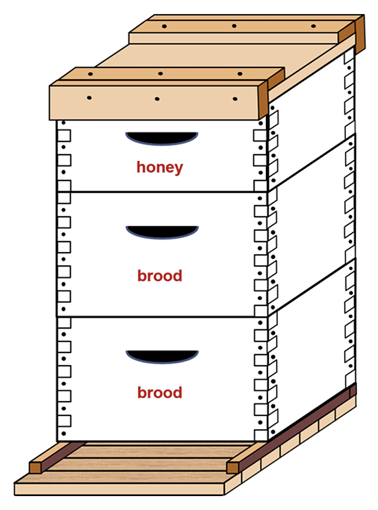 A hive box with three layers. The two bottom boxes are labeled "brood," and the top is labeled "honey."