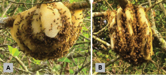 A. A large, round honey bee nest hanging from a tree branch. B. The same nest viewed from the side to show the layers of comb.