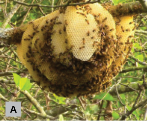 A. A large, round honey bee nest hanging from a tree branch.