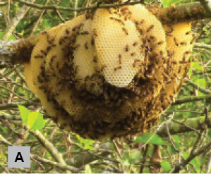 Honey Bee or Yellow Jacket?  Mississippi State University Extension Service