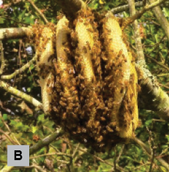 B. The same nest viewed from the side to show the layers of comb.