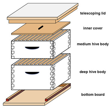 Diagram of a manmade hive with parts identified: telescoping lid, inner cover, medium hive body, deep hive body, and bottom board.