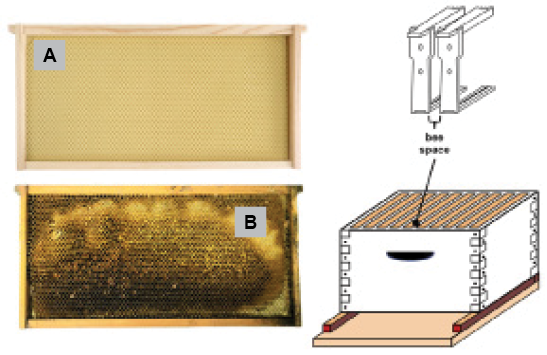 A composite graphic showing a clean rectangular piece of foundation in a wooden frame; a piece of foundation with dark portions where bees have added beeswax; and a diagram of a hive box showing the space between frames.