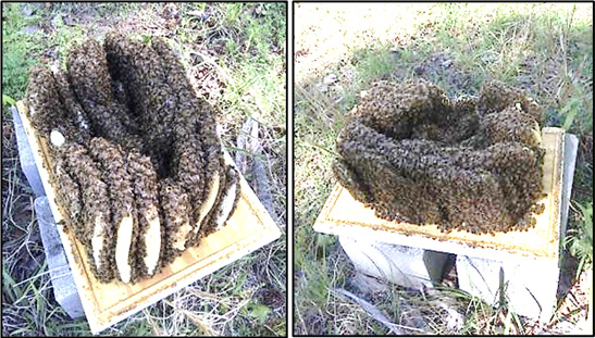 Layers of comb covered in bees. The combs are torn and collapsed in the middle.