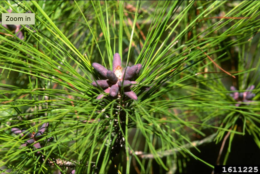 Closeup of a loblolly pine needle cluster with a pollen cone, which has multiple small, brown cones in a starburst arrangement.