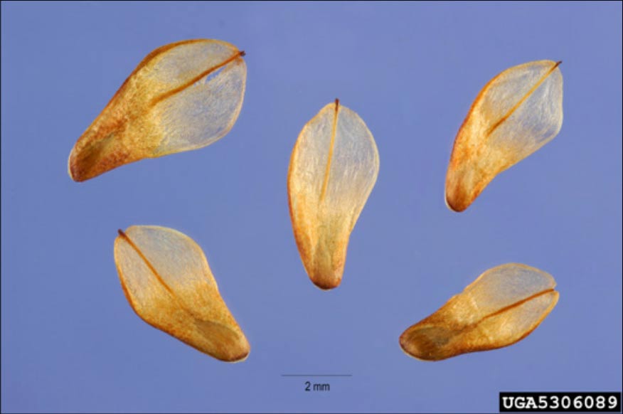 Five pine seeds on a blue background. The seed is at one end of a long, flat piece of light, woody material.