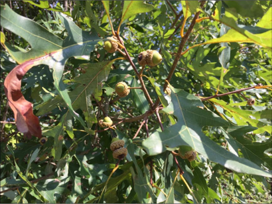 A white oak stem with capped acorns growing.