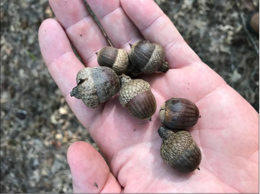 Six red oak acorns in the palm of a person's hand. They are dark brown with lighter brown caps.