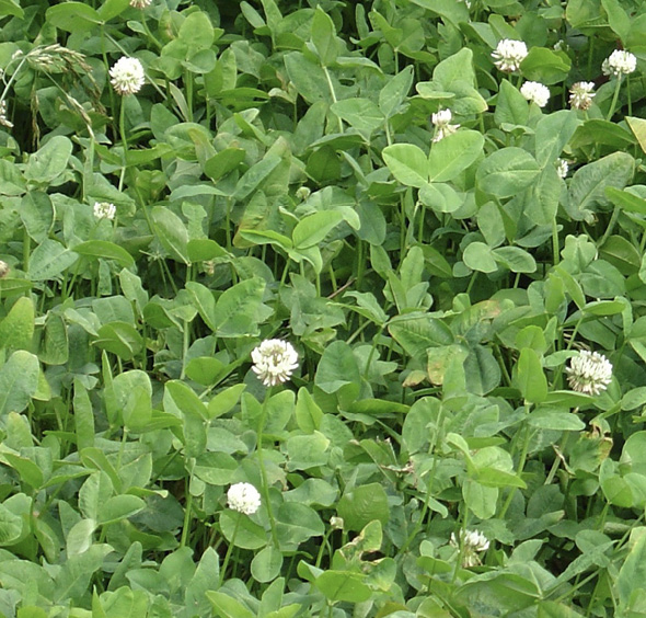 A mass of bright green clovers with white flowers.